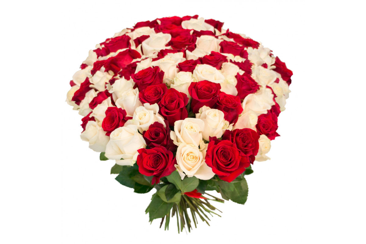 Розы бело красные название. Букет роз 80 см.